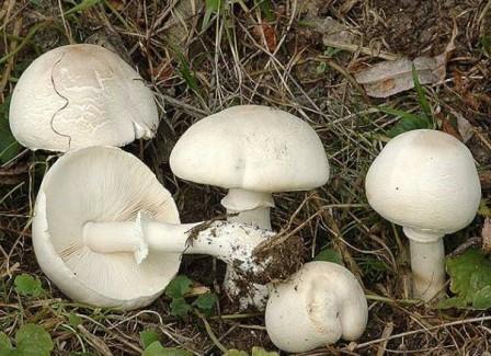    Leucoagaricus leucothites (Lepiota naucina)